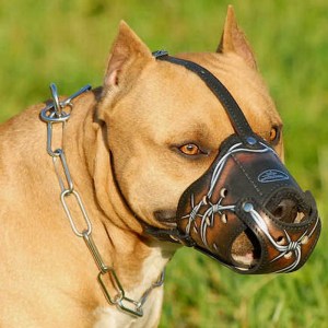 Кожаный намордник с рисунком колючая проволока для питбуля «Strong wire»